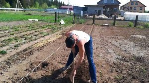 Лучший способ посадки моркови на тяжёлых почвах.