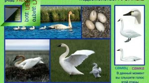 Лебедь. Коскороба. Голоса птиц