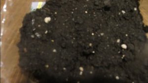 Эустома - первые всходы на 9 день. Подсветка.