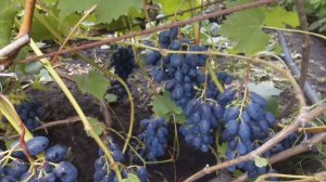 Виноград Чарли (Антрацит)