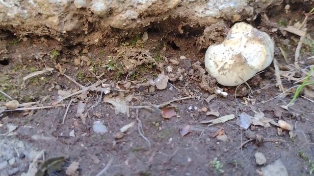 BoVista Californica puffball смотреть онлайн