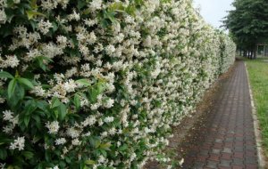 Живая изгородь / бюджетный забор / Hedge