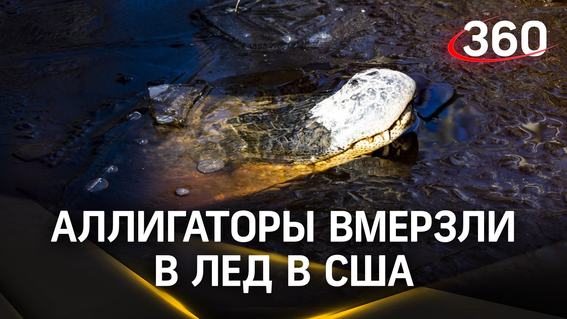 Аллигаторы «вмёрзли в лёд», но выжили! В чём их секрет?