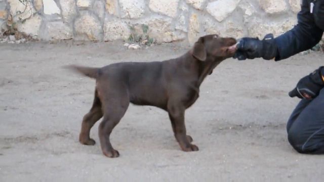 синий плюща+викинг смотреть онлайн