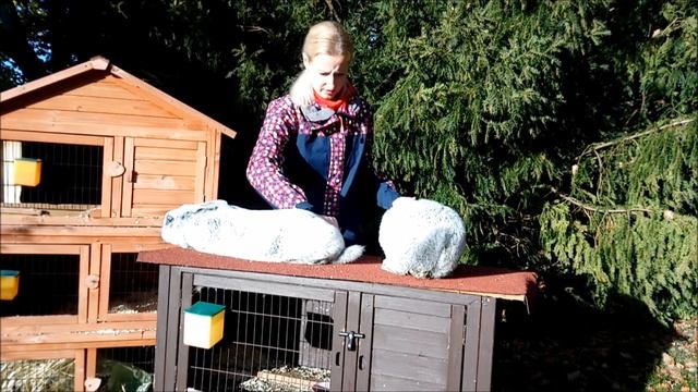 Порода кроликов большое светлое серебро. Новые серебристые кролики