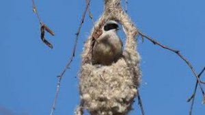 Обыкновенный ремез (Remiz pendulinus)