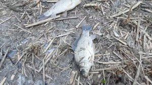 Рыбалка Кабань " Хутор Лебеди " ( канал )