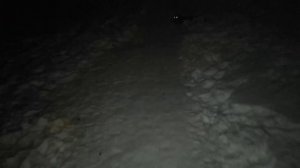 Как нужно гулять с охотничьей собакой?