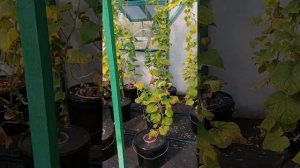 Как выглядят болезни огурцов