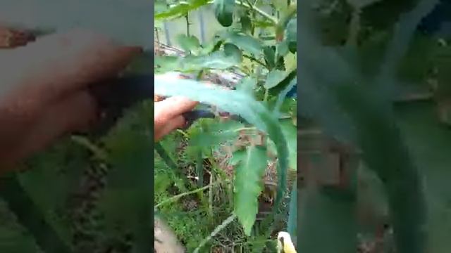 Не забываем формировать томат.Он долден быть аккуратным,не деревом! смотреть онлайн