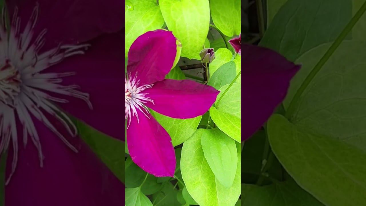 Цветущее лето! Саженцы декоративных растений. Каталог в вацапе 89193271772 смотреть онлайн