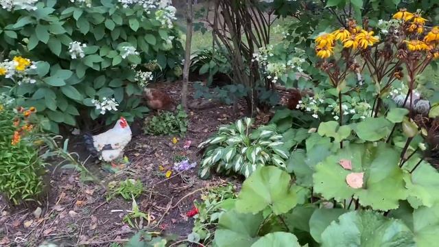 Выходные на даче / чем занималась на выходные / где храню урожай томатов смотреть онлайн