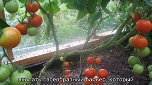 Огурцы и помидоры в одной теплице