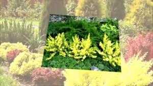 ПРАВИЛА ИСПОЛЬЗОВАНИЯ КУСТАРНИКОВ С ЦВЕТНОЙ ЛИСТВОЙ -1