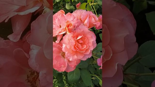 Сад в августе.Вторая климатическая зона.Урал. смотреть онлайн