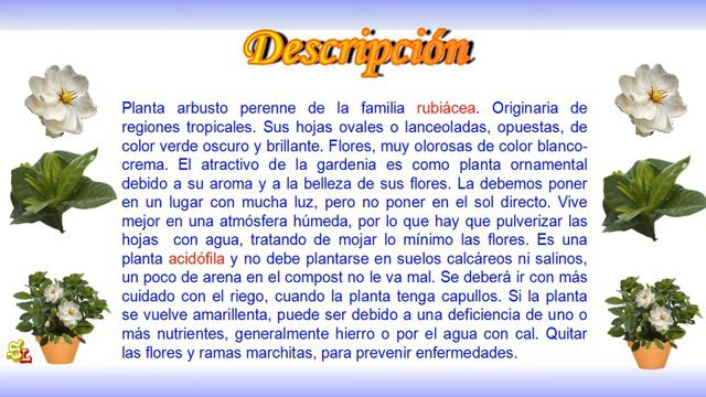 Gardenia. Jazmín del Cabo. Gardenia Jasminoides. Plantas para interior, Plantas de casa смотреть онлайн