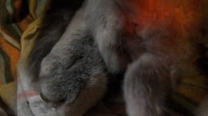 Как отличить котят мальчика от девочки