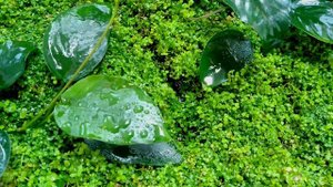 Гидропоника для аквариумных растений.Hydroponics for aquarium plants