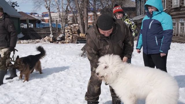 Дрессировка собак. Ротвейлер, Немецкая овчарка, Южнорусская овчарка. Первое занятие в группе. смотреть онлайн