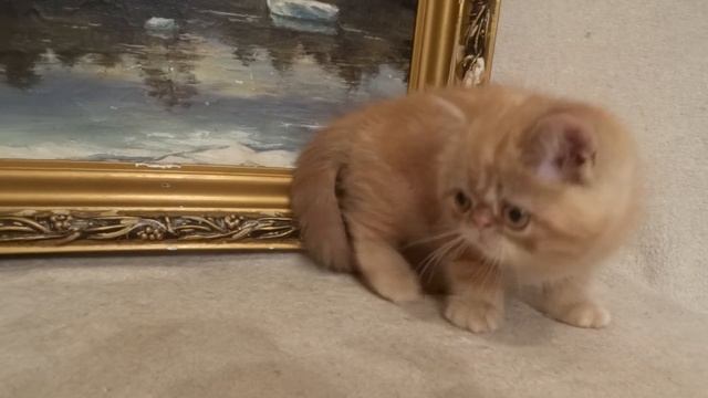 Экзотический короткошерстный котенок красного окраса Red exotic shorthair kitten смотреть онлайн