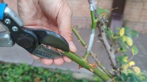 grafting roses in the summer // прививка роз летом