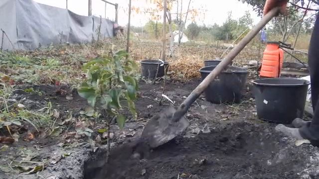 11.10 2016г.посадка груш колоновидных ДЕКОРА и САПФИРА . смотреть онлайн