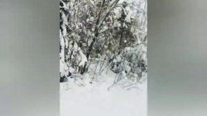 snowdog compact 13 л.с