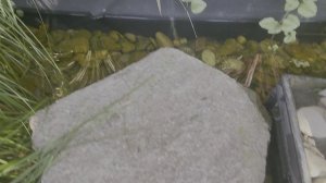 Пруд на Красной площади от Azbukasada.ru