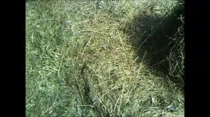 МОЛЧАЛИВЫЙ ОБЗОР РАННЕЙ ВЕСНЫ!