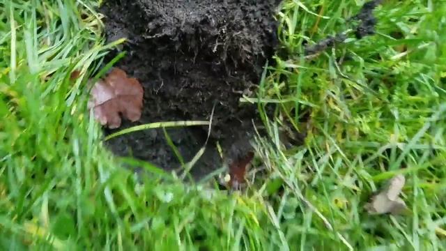 Searching for Mexican silver with White's MX Sport- lost history of WA State ? смотреть онлайн