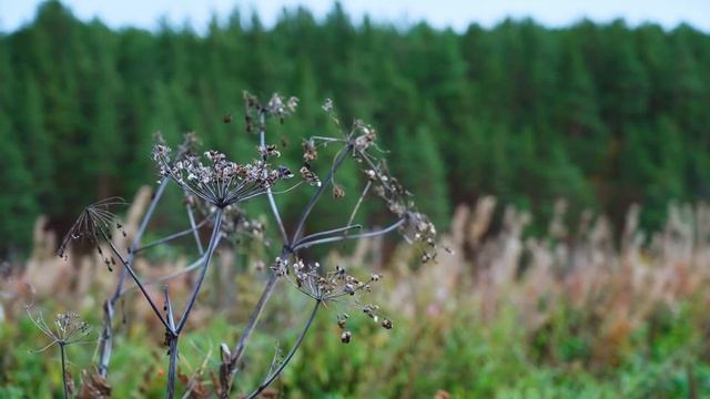 КУПИЛ 2 ДОМА В ДЕРЕВНЕ | ПЕРВЫЕ ЗАМОРОЗКИ | ЗАМЕРЗЩИЕ КАБАЧКИ И ВКУСНЫЕ ЯБЛОКИ | ЗАПАСЫ НА ЗИМУ смотреть онлайн