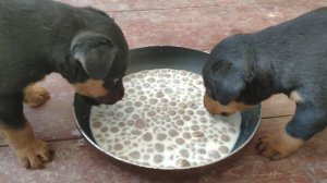 Щенки ягдтерьера 1 месяц ровно