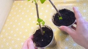 Черенки смородины через 2 недели после укоренения