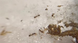 Первое поколение у Янтарных Хищников! // Pheidole Pallidula.