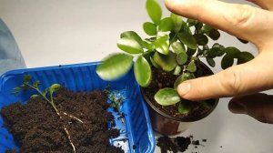 Опыт черенкования муррайи метельчатой.