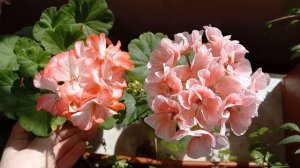 Ingrid Grycksbo и PAC Salmon Queen зональные эффектные пеларгонии