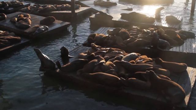 Котики или львы? в Сан-Франциско. Пирс 39 смотреть онлайн