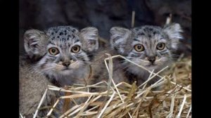 Животные Красной книги.