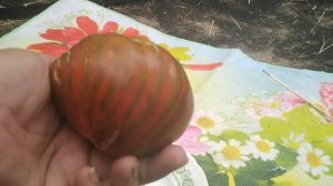 Обзор томатов. Беркли тай дай хаат