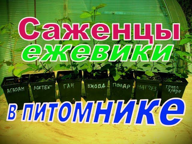 Саженцы ежевики в питомнике