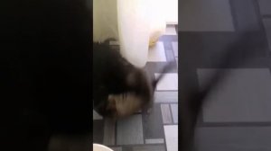 Мейн кун дерется