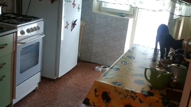 спалил кошку на месте приступление смотреть онлайн