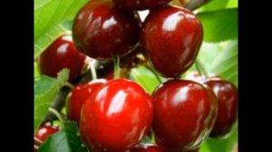 Людмила Николаева С ВЕТКИ НА ВЕТОЧКУ