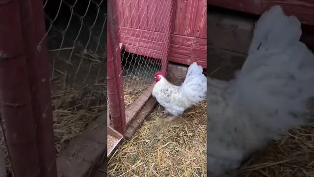 Пушкинская порода. Петух 1. Возраст 5 месяцев. смотреть онлайн