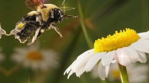 Не принимайте веник в подарок. Правила денежного веника, как намести деньги и удачу.