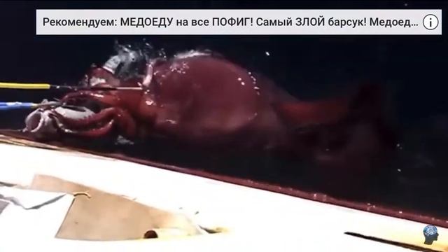 ГИГАНТСКИЙ КАЛЬМАР- НАСЛЕДИЕ КРАКЕНА смотреть онлайн