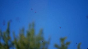 МАГАЗИНЫ ПЧЁЛАМ! КОГДА И КАК?!