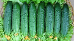 Самые вкусные огурчики Выбираем салатные сорта!
