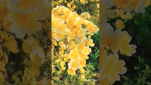 Yellow Climbing Rose Roses #flowerplants #flowers #flowertree #garden