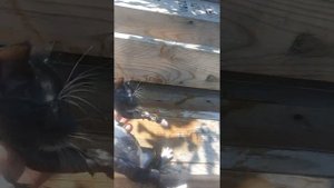 Безопасный способ травли блох у кошек, собак и  у других мелких животных